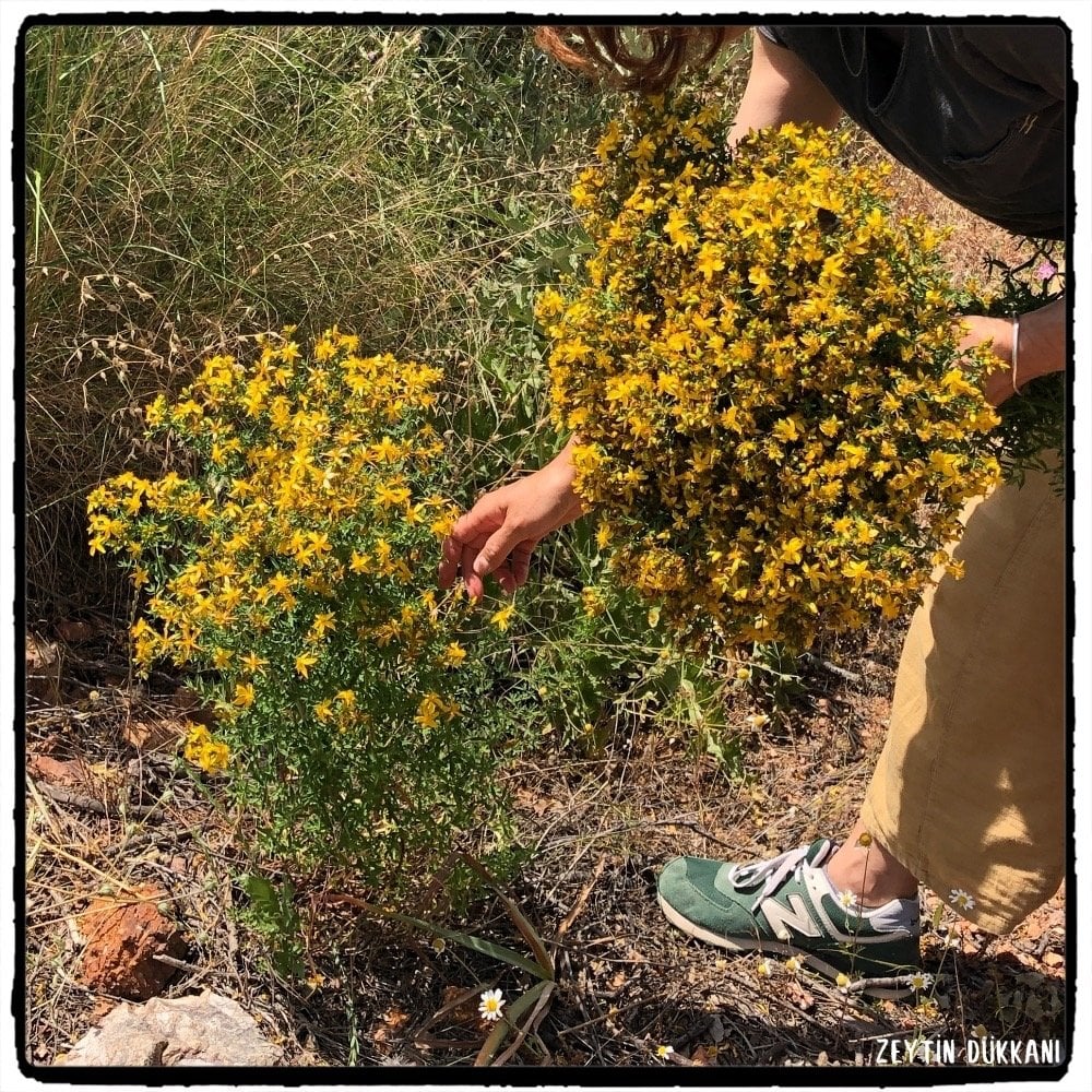 Kantaron Yağı 100 ml