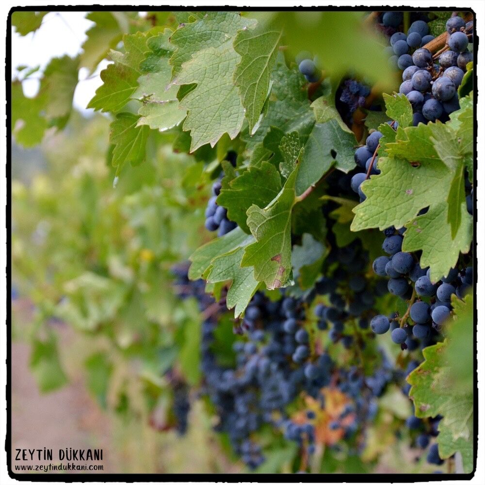 Cabernet Sauvignon Üzüm Pekmezi 400 gr